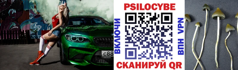 мега как войти  Абдулино  Галлюциногенные грибы Psilocybe 